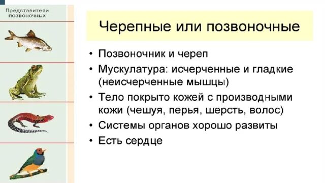 Хордовые животные Черепные. Подтип Черепные Надкласс рыбы. Представители черепных хордовых. Тип Черепные представители.