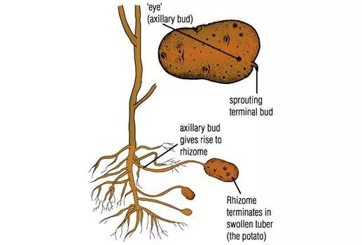 Строение столона картофеля. Клубень и столоны картофеля. Строение клубня картофеля столон. Столон картофеля схема. Клубень картофеля и ус садовой земляники