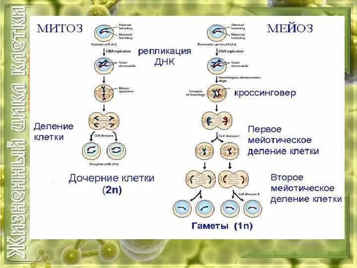 Мейотическое деление клеток зона. Первое мейотическое деление. Мейотического деления клетки. Второе мейотическое деление таблица. Процесс мейотического деления клетки.