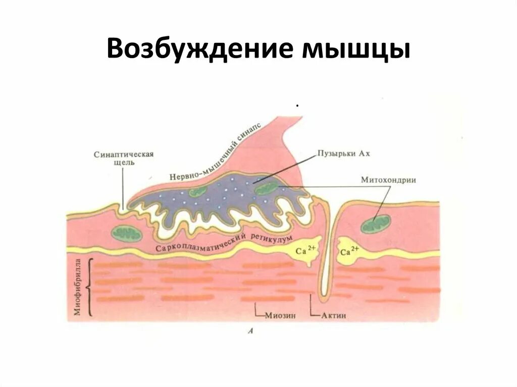 Рефлекс с сухожильных рецепторов гольджи. Физиология сокращения мышечного волокна миокарда. Возбуждение мышечной ткани. Возбуждение и возбудимость мышечной ткани. Механизм сокращения мышечного волокна актин и миозин.