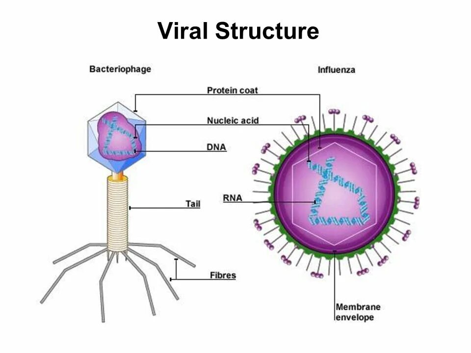 Есть ли у вирусов клетки. Строение вируса. Клетка вируса. Строение вируса на английском. Строение вирусов и бактерий.