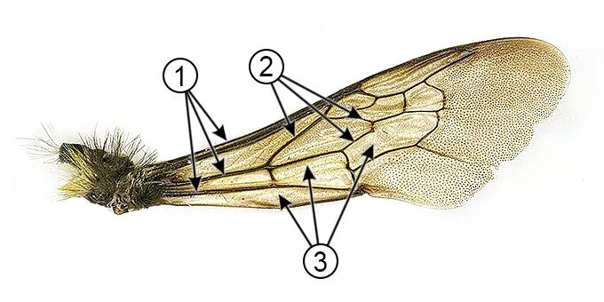 Насекомое трубочка. Перепончатокрылые строение крыльев. Строение крыла перепончатокрылых. Крылья перепончатокрылых пчел. Строение крыла насекомых жилки.