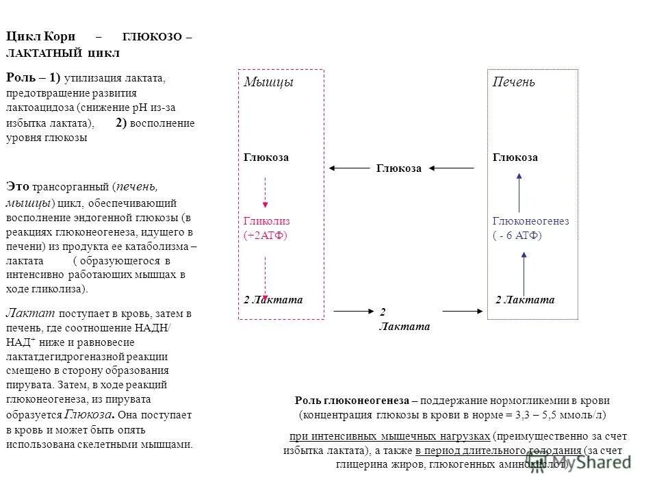 Кори цикл пространство