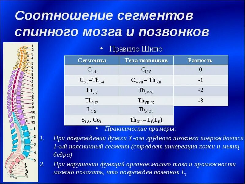Спинной мозг имеет следующее количество сегментов. Правило шипо спинной мозг. сегменты спинного мозга и позвонки таблица. скелетотопия сегментов спинного мозга. соотношение сегментов спинного мозга и позвонков.