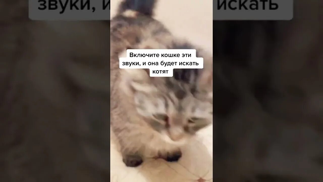 Звуки кошек для кошек позвать. Кошачий звук чтобы кошка убежала. Кошка и радио. Неприятные звуки для кошек. Звонок для кота входной.