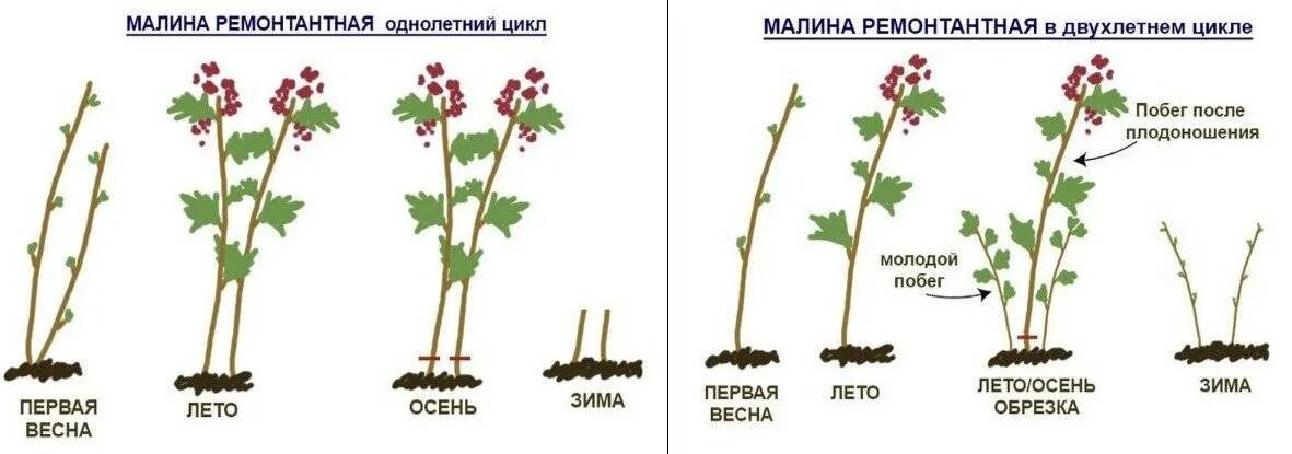 Как отличить куст. Посадка ремонтантноц машины схема. Схема посадки ремонтантной малины. Обрезка ремонтантной малины весной схема. Ремонтантная малина схема посадки малины.