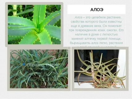Как правильно пишется алоэ