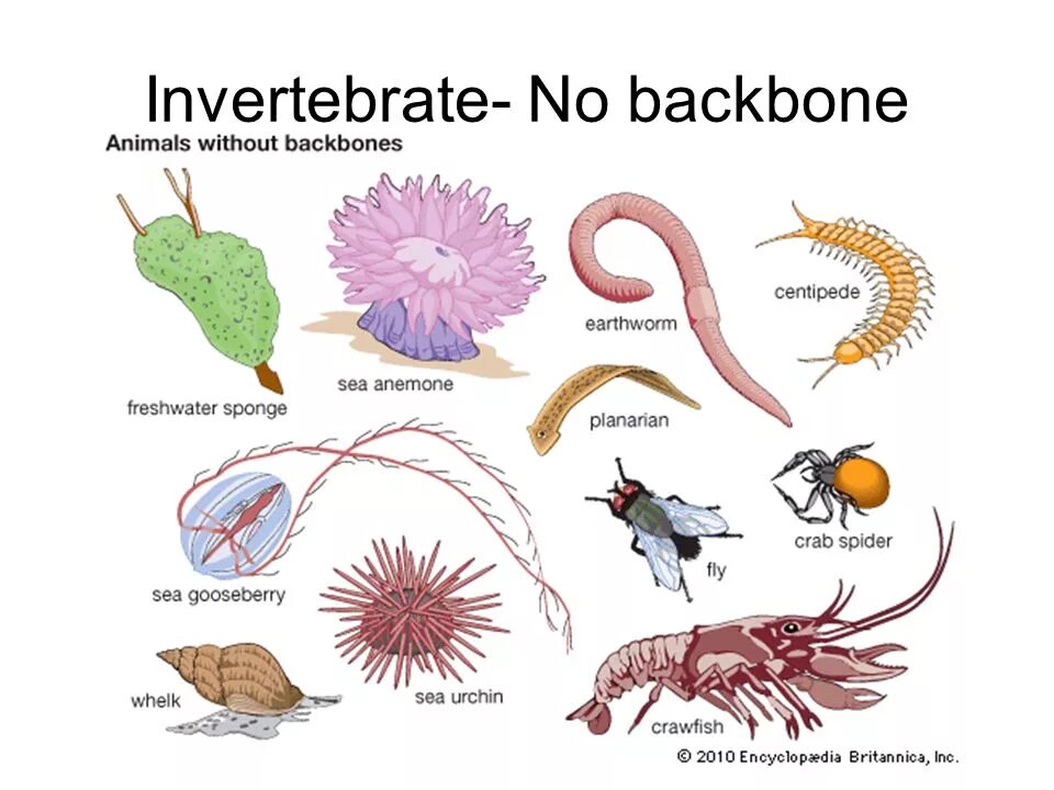 Для беспозвоночных характерно. Беспозвоночные животные. Многообразие беспозвоночных животных. Представители позвоночных и беспозвоночных. Наземные беспозвоночные.