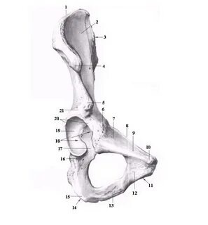 Tuberculum pubicum