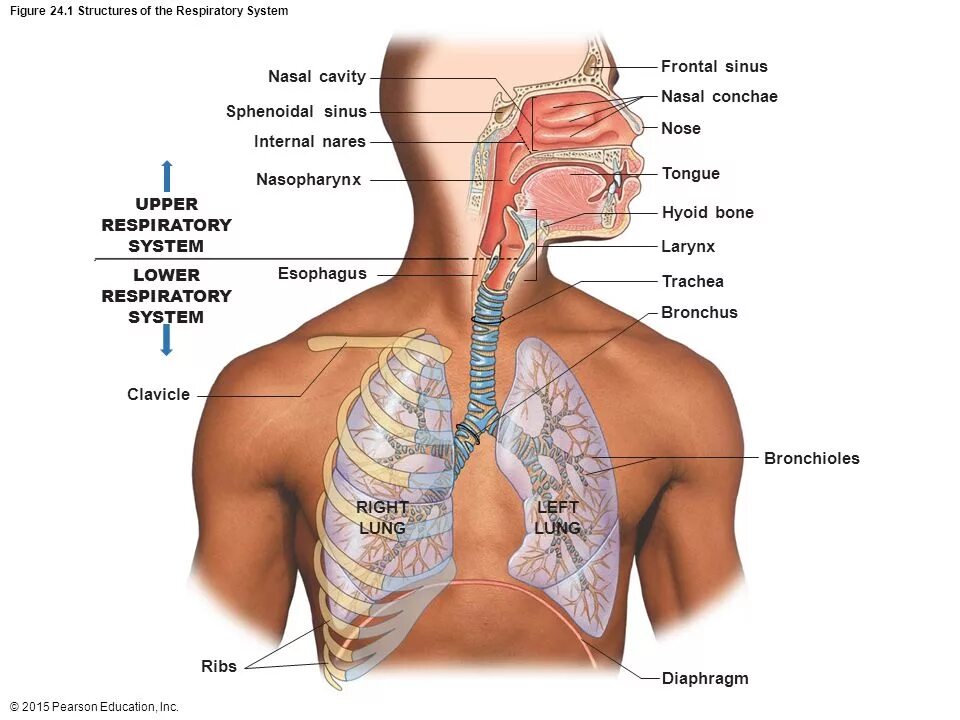 анатомические структуры системы органов дыхания. дыхание человека книги. органы дыхания. дыхательная система человека. схема строения органов дыхания человека.
