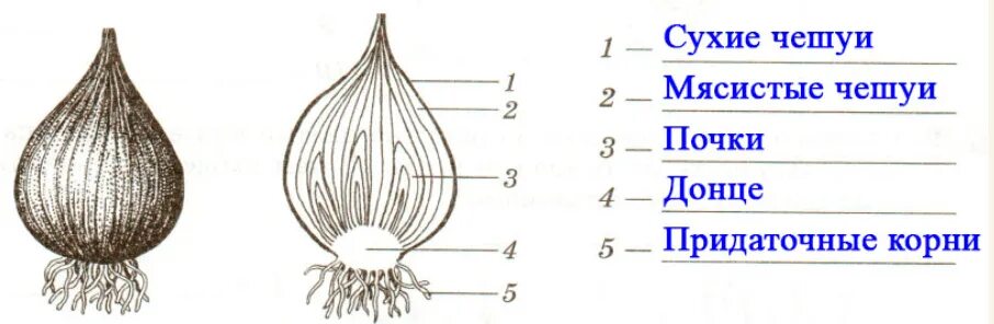 Какую функцию выполняют сухие чешуи. Строение видоизмененного побега луковицы. Строение луковицы 6 класс биология рисунок. Видоизменение побегов луковица строение. Строение луковицы биология.