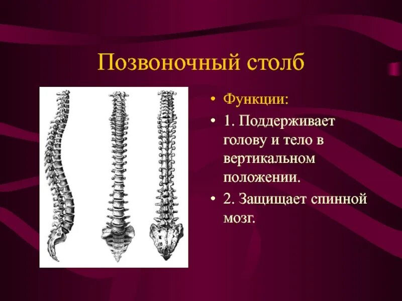 Скелет туловища и конечностей