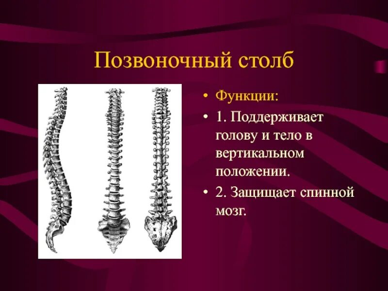 Позвоночный столб. Функции позвоночного столба человека. Строение и функции позвоночного столба человека. Функции сегментов позвоночника.