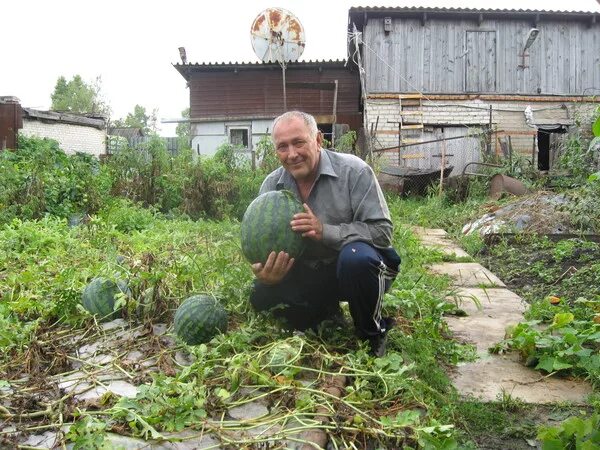 Полив арбузов в теплице как часто. Полив арбузов в теплице. арбузов тогу. как часто поливать арбузы. как арбузы надо чаще поливать в августе.