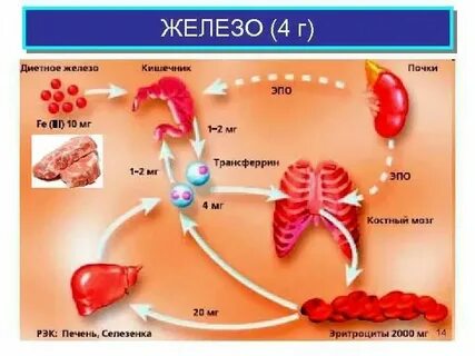 Функции ионов железа
