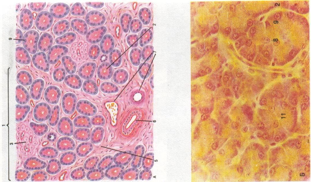Клетки поджелудочной железы гистология. Гранулы зимогена гистология. Гранулы зимогена в секреторных клетках. Секреторные гранулы в клетках Лейдига кожи аксолотля. Секреторные б клетки