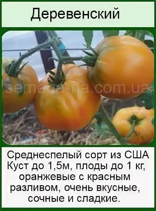 Томат деревенские ( hillbilly). Томаты сорт деревенский описание. Томат деревенский f1. Томат деревенский партнер. Томат деревенский партнер.