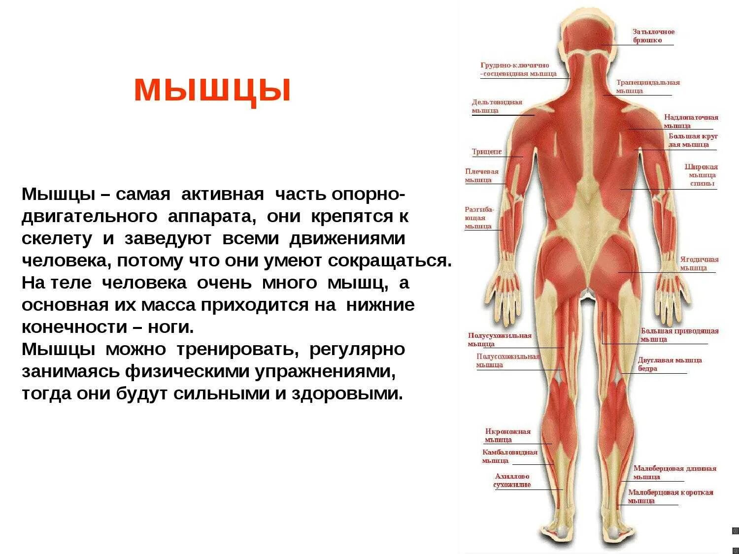 Класс мышцы. Что такое скелет мышцы опорно двигательная система осанка. Доклад о мышцах человека. Мышцы - активная часть двигательного аппарата.. Презентация на тему мышцы человека.