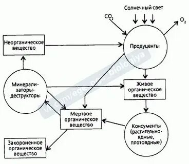 Функциональная экосистема