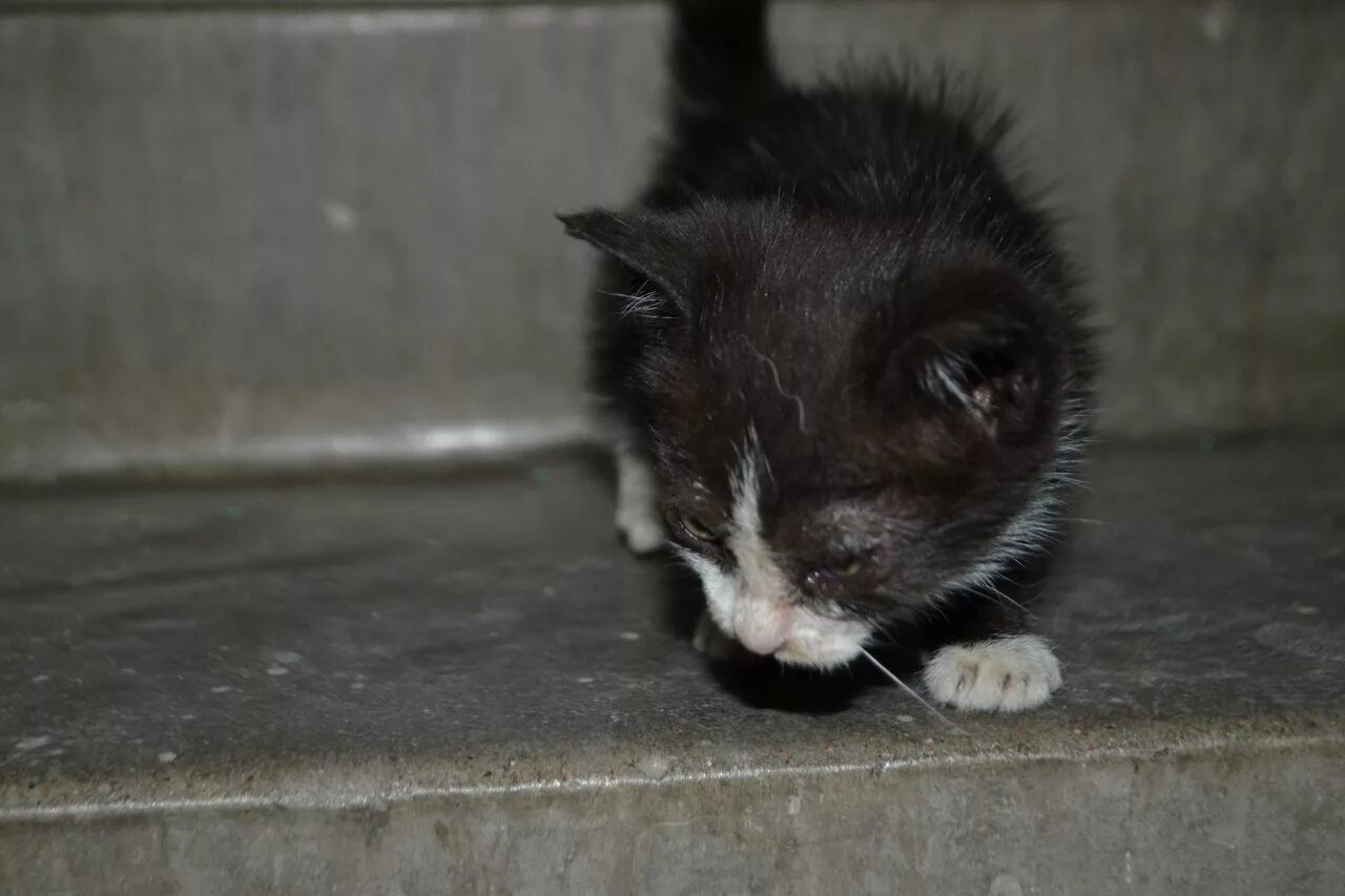 Плач котят. Котенок плачет. Маленький котенок плачет. Маленький Плачущий котенок. Грустный котёнок плачет.