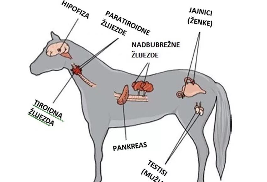 Где у собаки железы. Железы внутренней секреции собаки. Топография желез внутренней секреции коровы. Железы внутренней секреции лошади. Органы эндокринной системы животных.