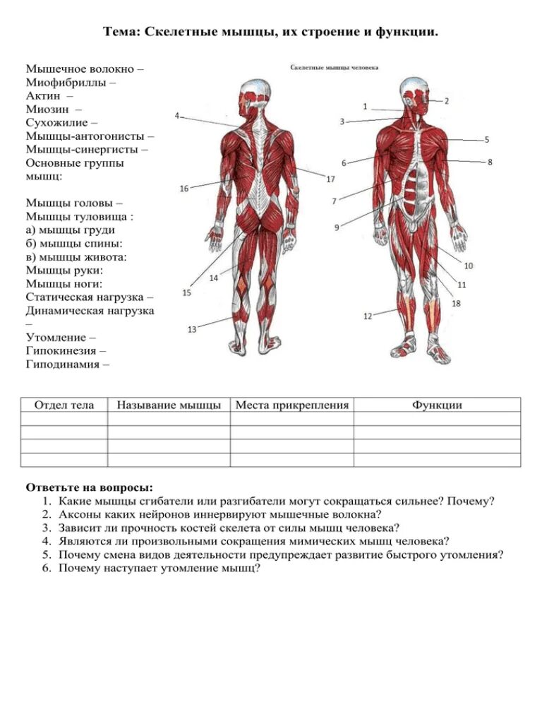 Назовите функции мышц