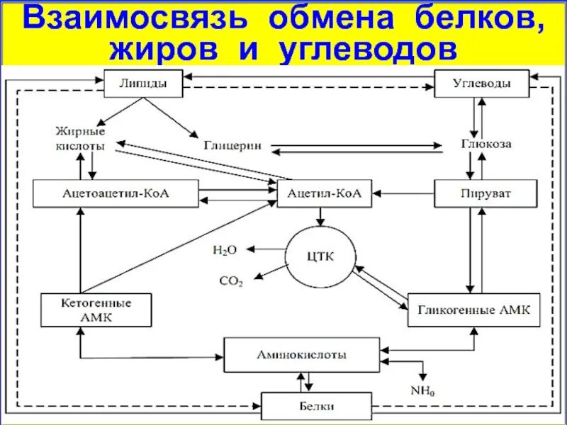 Обмен жиров белков углеводов воды. Взаимосвязь обмена белков жиров и углеводов. Схема взаимосвязи белкового углеводного и липидного обменов. Схема взаимосвязи обмена углеводов липидов и белков. Схема белкового жирового углеводного обменов.