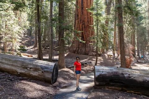 Hard times at sequoia state park