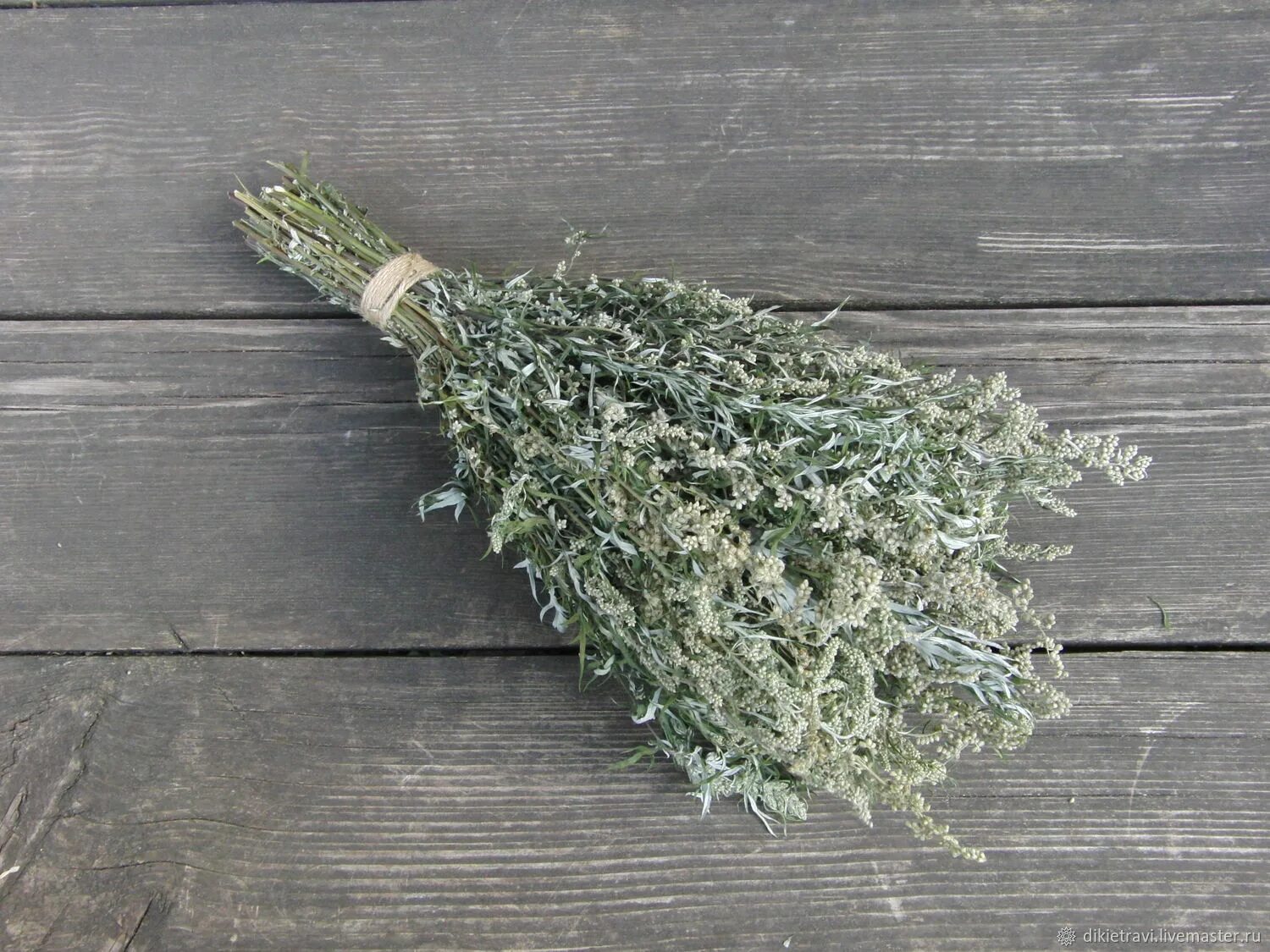 Настой полынь. Полынь горькая (artemisia absinthium). Полынь горькая народная медицина. Полынь обыкновенная засушенная. Зверобой + полынь.