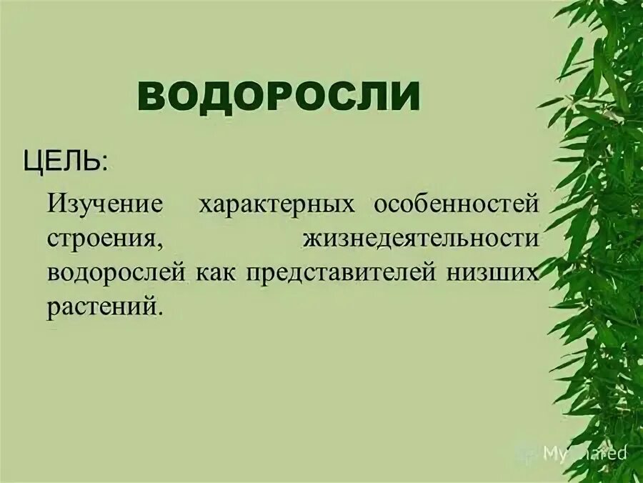 Каково значение этой структуры в жизнедеятельности корня