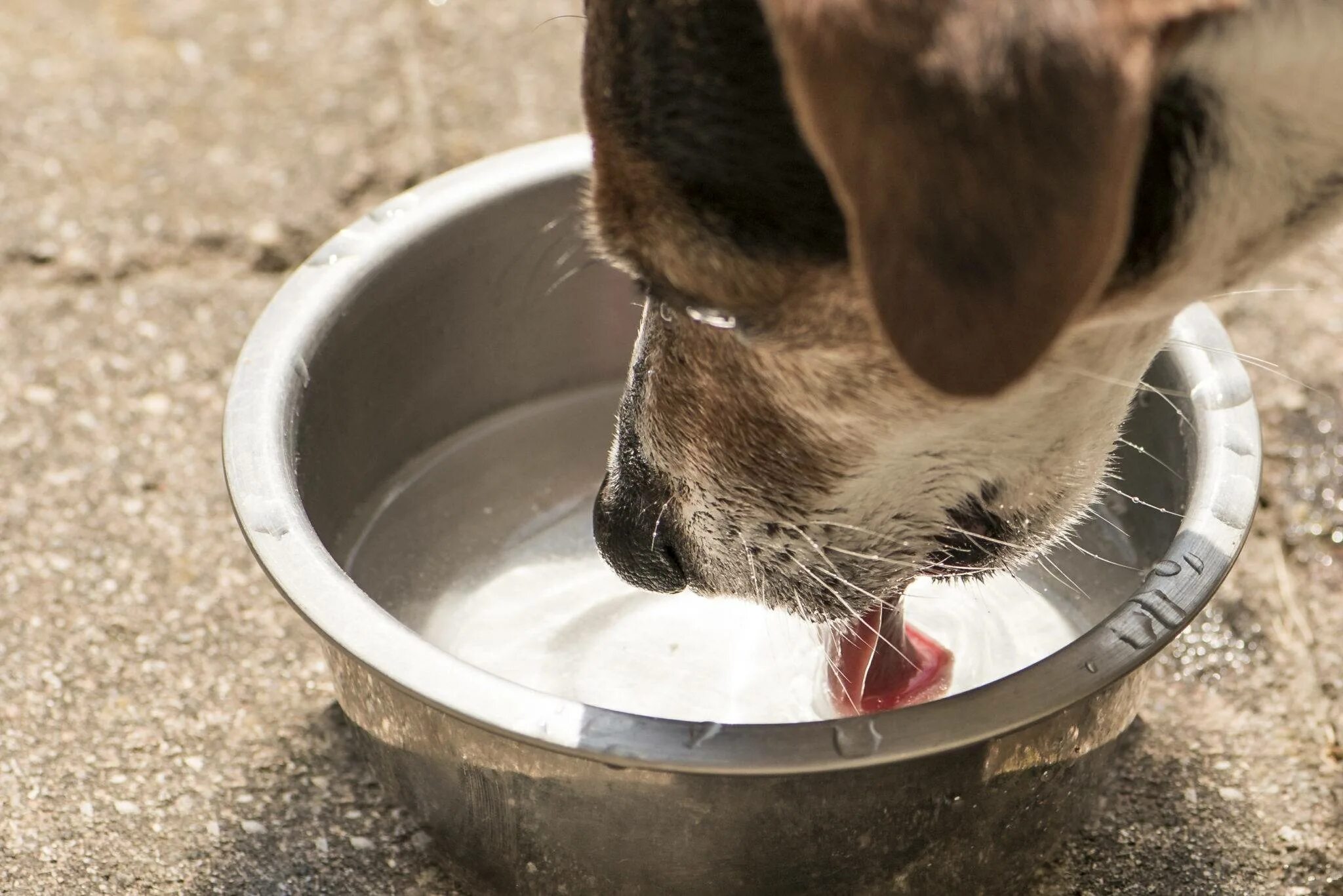 Собака отказывается пить воду. Миска с водой для собаки. Собака пьет воду. Собачье молоко. Щенок лакает.