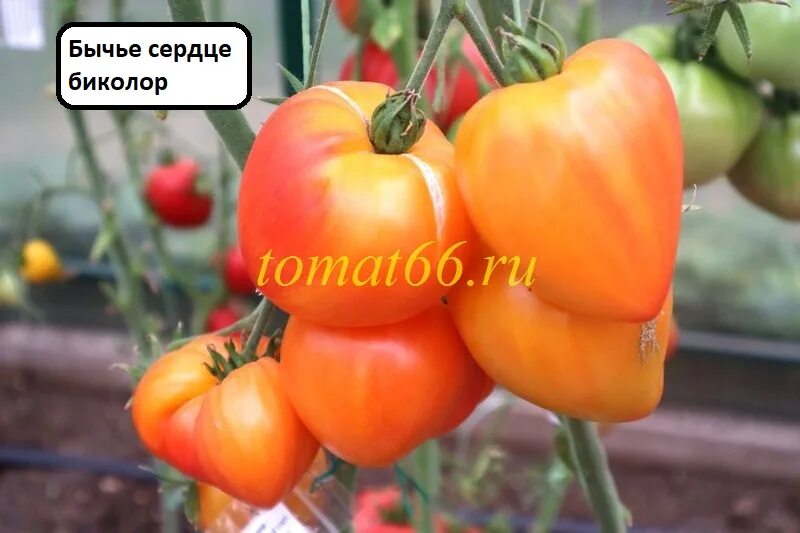 Желтое бычье сердце минусинское томат. Помидоры сорт воловье сердце минусинское. Томат бычье сердце черное с носиком. Томат минусинское сердце. Слива бычье сердце.