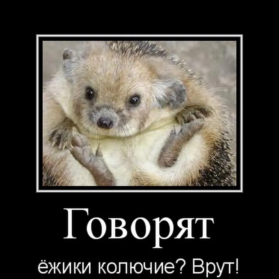 Хорошо быть ежиком никто