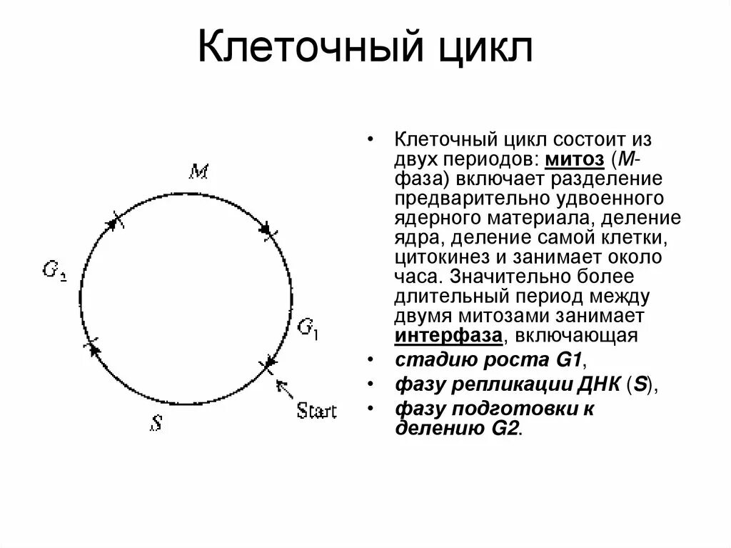 Большие циклы состоят из. Клеточный цикл. Клеточный цикл клетки. Схема клеточного цикла. Клеточный цикл его периодизация.