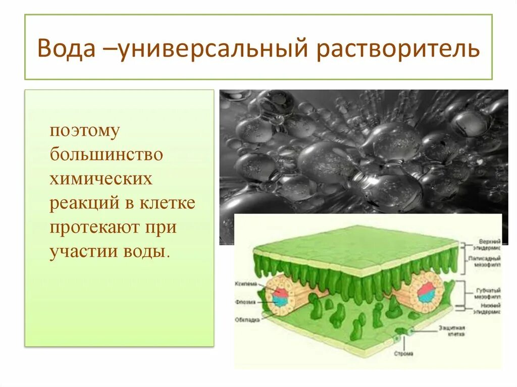 Вода универсальный растворитель. Вода универсальный растворитель роль в жизнедеятельности клетки.