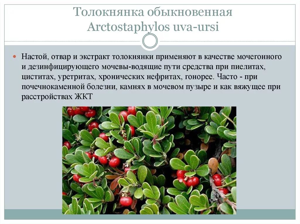 Медвежьи ушки от чего. Арктическая толокнянка. Толокнянка обыкновенная растение. Толокнянка обыкновенная красная книга. Толокнянка обыкновенная Медвежье ушко.