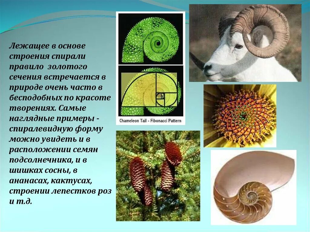 На примере можно увидеть. Золотое сечение в природе. Принцип золотого сечения в природе. Пропорции золотого сечения в природе. Спираль в природе.