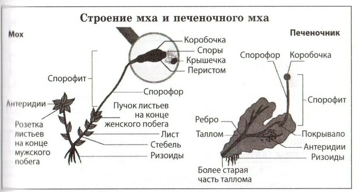 Размножение спорами наличие листьев и стебля. Гаметофит у печеночников строение. Размножение печеночных мхов схема. Печёночники мхи строение. Размножение сфагнума схема.