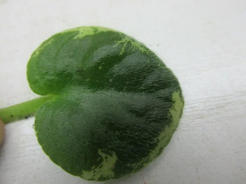 белые точечки на листьях фиалки. желтые пятна на листьях фиалки. желтые точки на листьях фиалки. пятна на листьях сенполии. вирус бронзовости листьев фиалки.