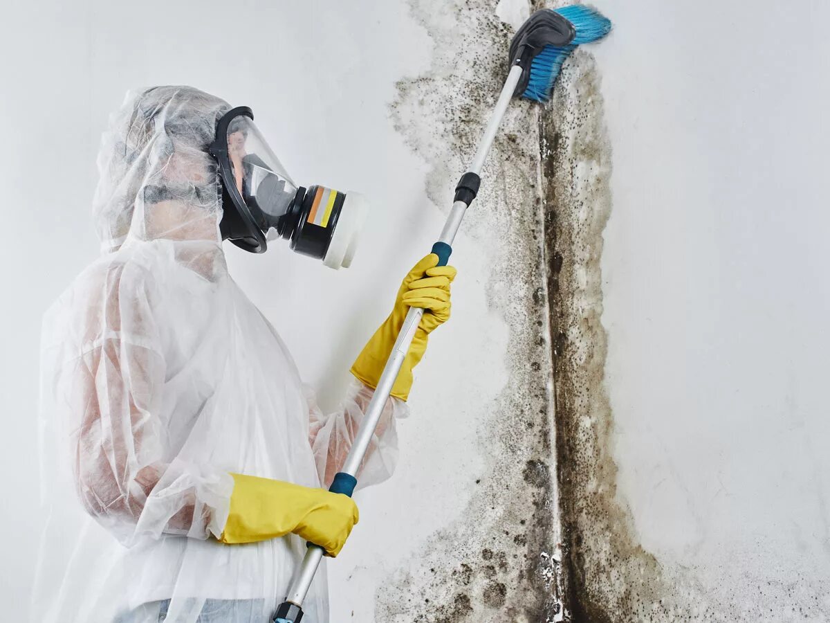 Удаление плесени комнате. Mold remediation &amp; restoration. обработка от плесени и грибка. обработка от плесени в квартире. обработка стен от плесени.