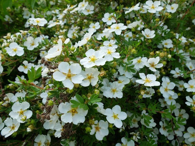 Лапчатка "Альба" Potentilla "Alba"