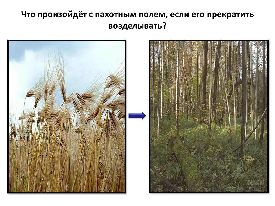 Неустойчивое растительное сообщество. Изменения в растительном сообществе. Что произойдет с пахотным полем если его прекратить возделывать. Природные сообщества смена природных экосистем. Саморазвитие природного сообщества.