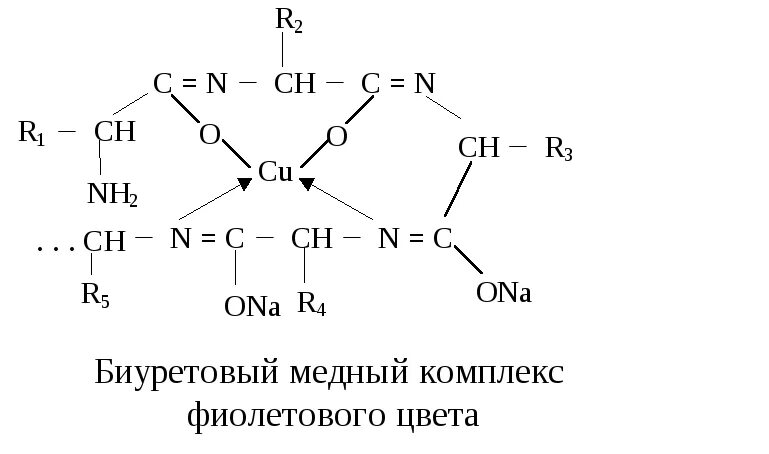 Строение комплекса меди с биуретом. Строение комплексной соли биурета с медью. Изобразите строение комплекса меди с биуретом. Биуретовая реакция белков. Полипептиды с азотной кислотой дают фиолетовое окрашивание