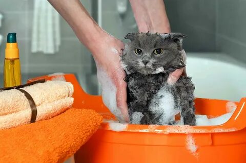 Моющий кот