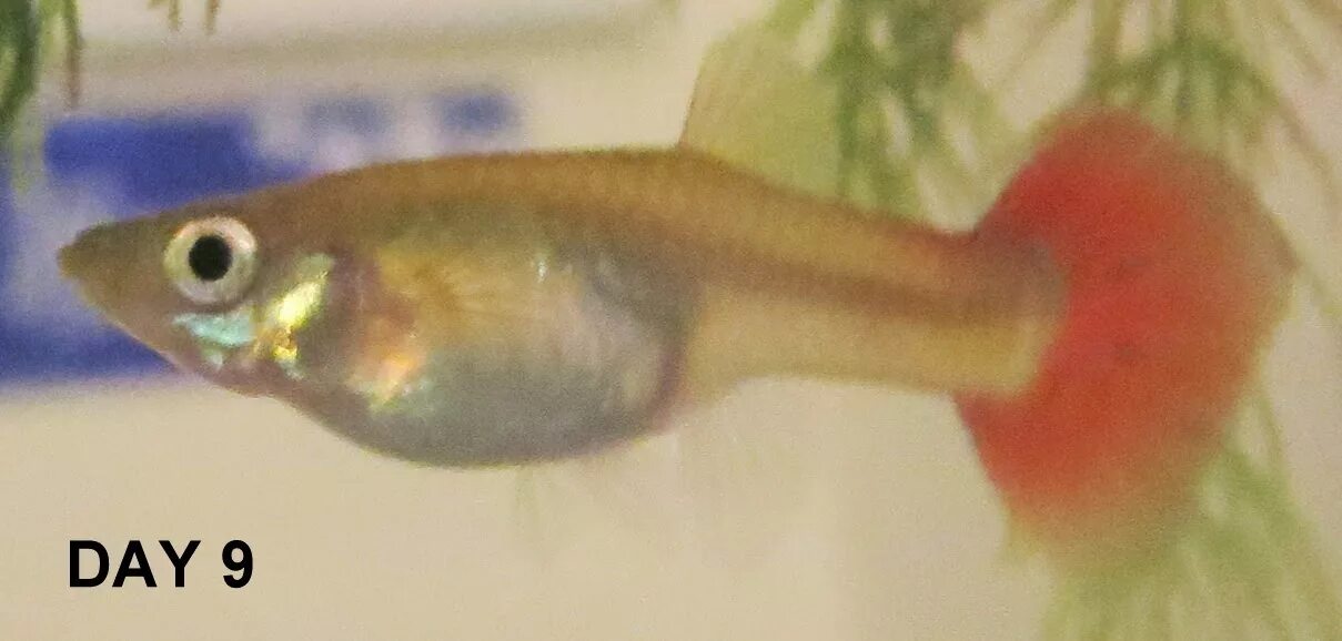 беременна ли гуппи. гуппи мальки берлинские. беременность гуппи. беременна ли гуппи. беременная гуппи.