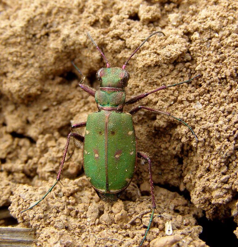 Жук скакун полевой. Cicindela Campestris. Личинка жука скакуна. Полевой скакун личинка.