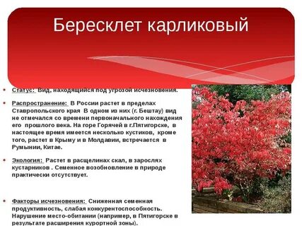 Бересклет крылатый фото и описание кустарника