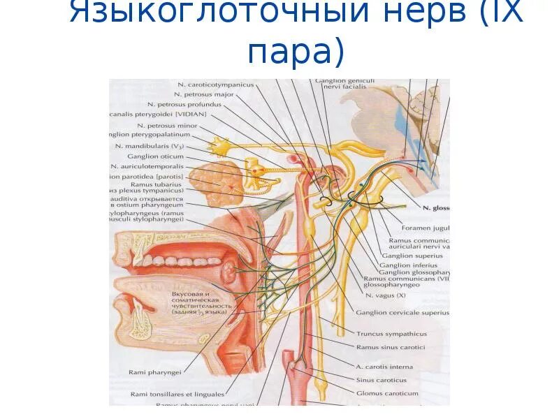 Языкоглоточный нерв иннервация схема. Языкоглоточный нерв ветви иннервация. Языкоглоточный нерв вкусовой анализатор. Зона иннервации языкоглоточного нерва.