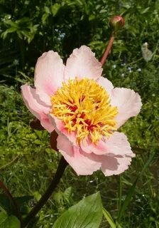 Rose noble