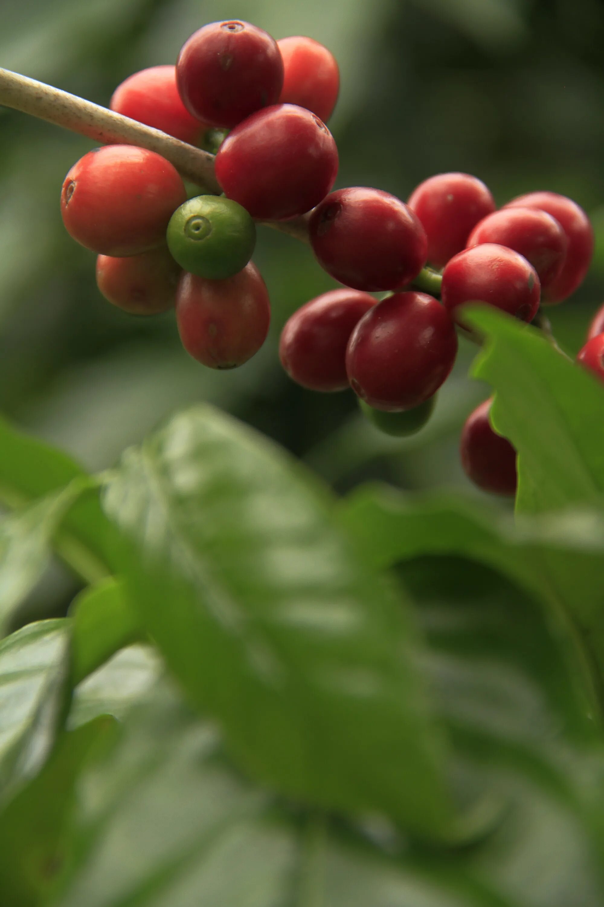 Кофе это фрукт. Кофейное дерево. Кофе дерево. Ягоды кофейного дерева. Плоды кофейного дерева.